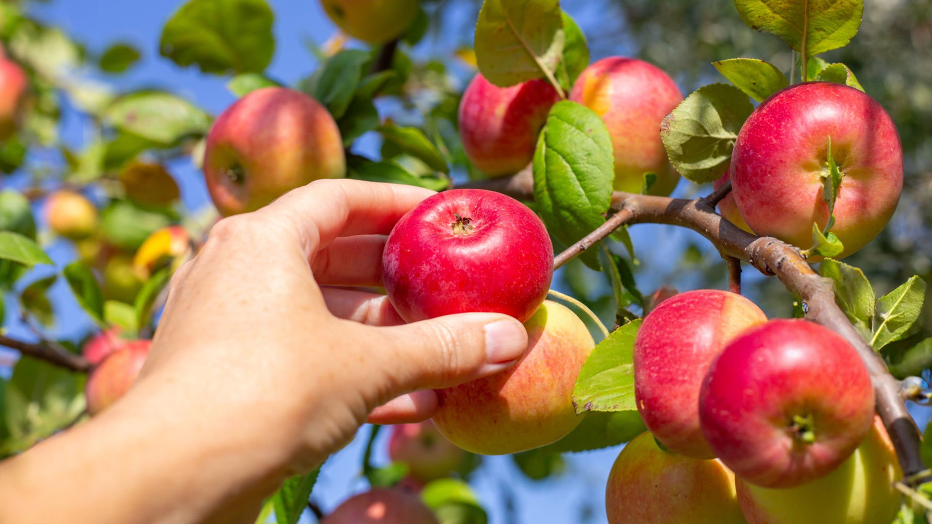 Proprio come un agricoltore che pianifica, semina e cura le sue colture, il marketing richiede una strategia ben definita, una selezione accurata dei canali e una costante attenzione ai risultati. Il Marketing è come l'Agricoltura: Pianifica, Semina e Raccogli