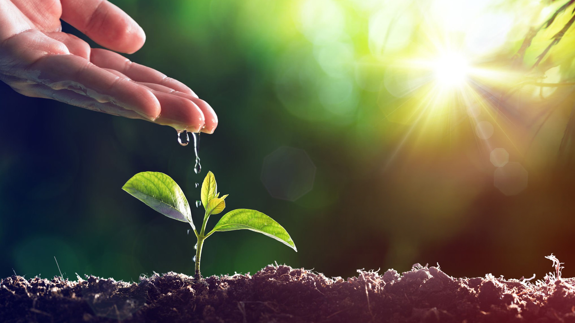 Un processo di marketing per coltivare il tuo successo 